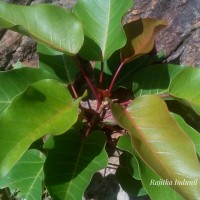 Ficus arnottiana (Miq.) Miq.